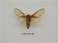 藏品(星內斑舟蛾)的圖片